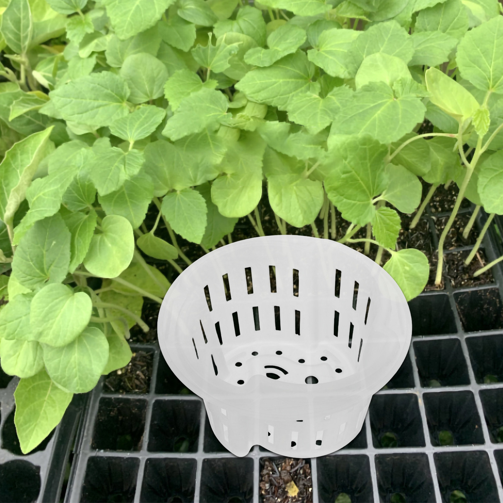 4Pcs Hydroponic Plant Pots Thi - Indoor Plants ulasan dan harga