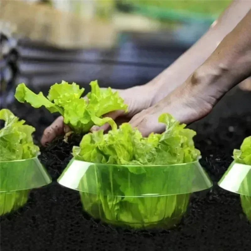 Plants Slug Protection Rings V - Terracotta Pot ulasan dan harga
